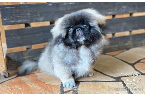 成約済の愛知県のペキニーズ-139739の1枚目