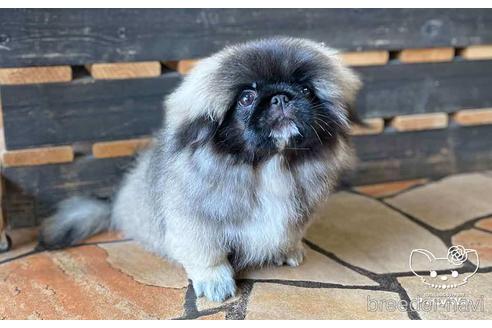 成約済の愛知県のペキニーズ-139739の5枚目