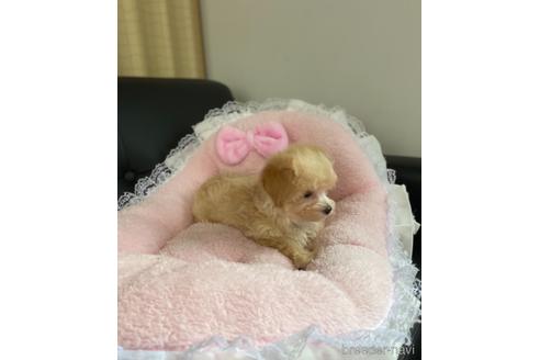 成約済の茨城県のマルプー:マルチーズ×トイプードル-146187の2枚目