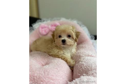 成約済の茨城県のマルプー:マルチーズ×トイプードル-146187の1枚目