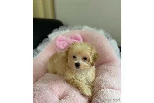 成約済の茨城県のマルプー:マルチーズ×トイプードル-146187の4枚目