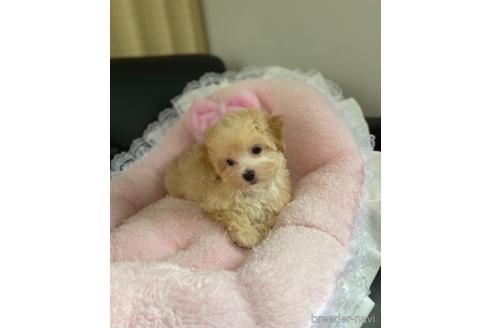 成約済の茨城県のマルプー:マルチーズ×トイプードル-146187の7枚目