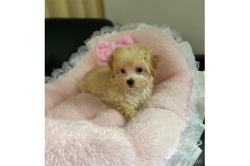 成約済の茨城県のマルプー:マルチーズ×トイプードル-146187の6枚目