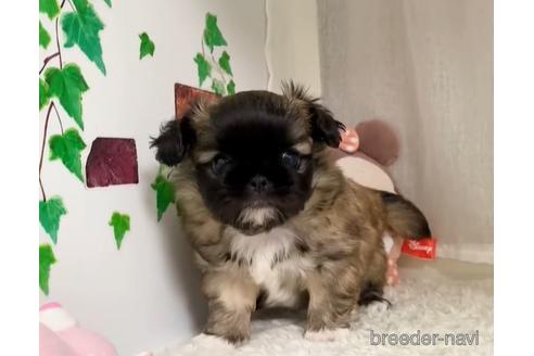 成約済の香川県のミックス犬-148372