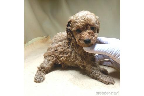 成約済の茨城県のタイニープードル-147438の5枚目