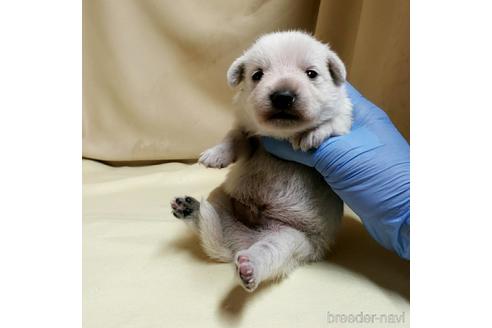 成約済の茨城県のミックス犬-148380の20枚目