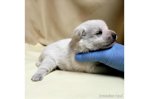 成約済の茨城県のミックス犬-148380の19枚目