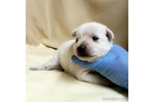 成約済の茨城県のミックス犬-148380の18枚目