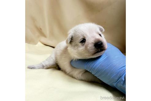 成約済の茨城県のミックス犬-148380の17枚目