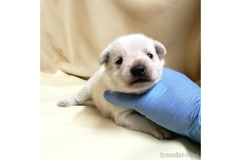 成約済の茨城県のミックス犬-148380の16枚目