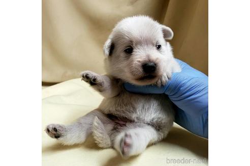 成約済の茨城県のミックス犬-148382の10枚目
