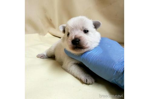 成約済の茨城県のミックス犬-148382の7枚目