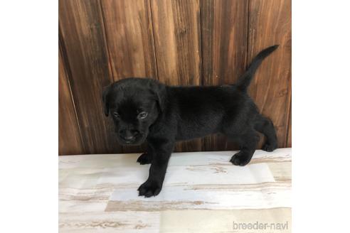 成約済の愛知県のラブラドールレトリーバー-148384の2枚目