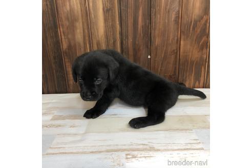 成約済の愛知県のラブラドールレトリーバー-148387の2枚目