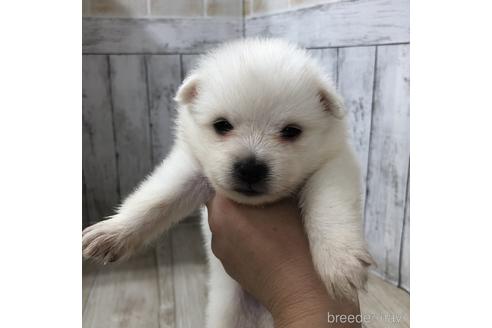 成約済の愛知県の日本スピッツ-148392の1枚目