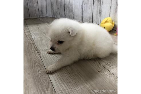 成約済の愛知県の日本スピッツ-148392の2枚目