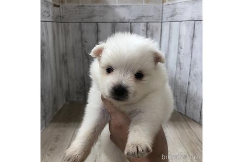 成約済の愛知県の日本スピッツ-148394の1枚目