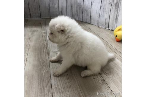 成約済の愛知県の日本スピッツ-148394の2枚目