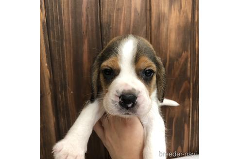 成約済の愛知県のビーグル-148397