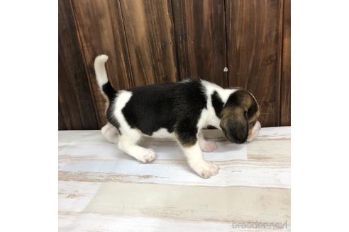 成約済の愛知県のビーグル-148397の3枚目