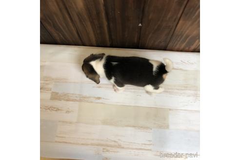 成約済の愛知県のビーグル-148397の2枚目