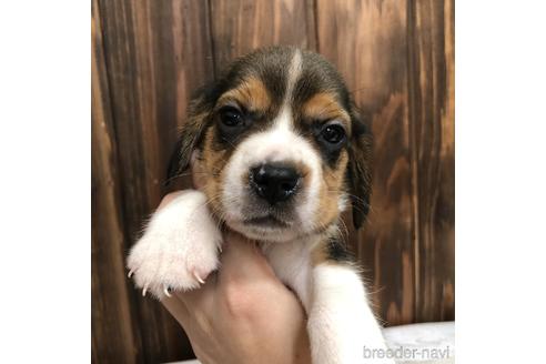 成約済の愛知県のビーグル-148398