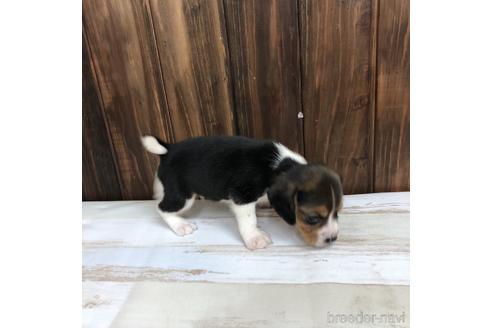 成約済の愛知県のビーグル-148398の3枚目