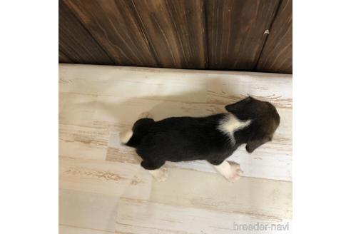 成約済の愛知県のビーグル-148398の2枚目