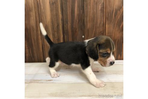 成約済の愛知県のビーグル-148399の3枚目