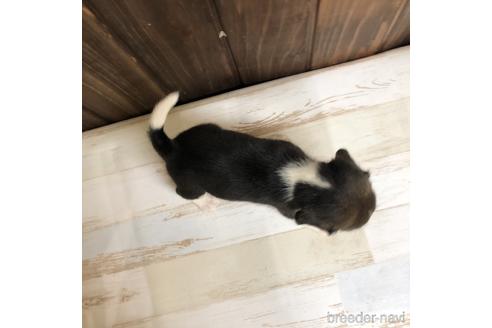 成約済の愛知県のビーグル-148399の2枚目