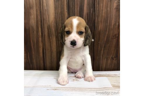 成約済の愛知県のビーグル-148400