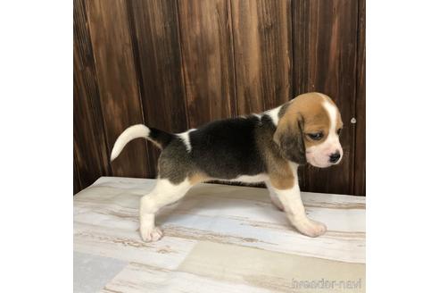 成約済の愛知県のビーグル-148400の3枚目