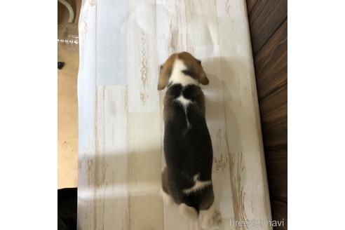 成約済の愛知県のビーグル-148400の2枚目
