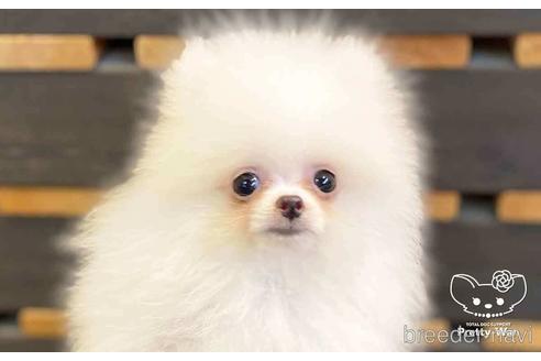 成約済の愛知県のポメラニアン-138414の1枚目