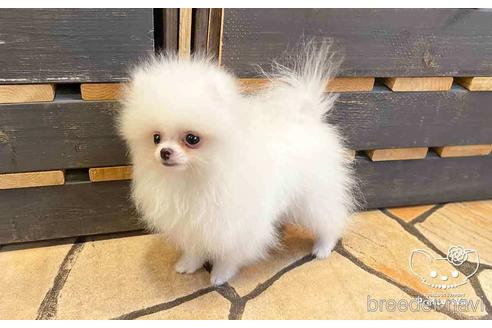 成約済の愛知県のポメラニアン-138414の2枚目