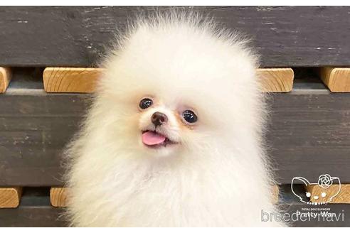 成約済の愛知県のポメラニアン-138414の3枚目