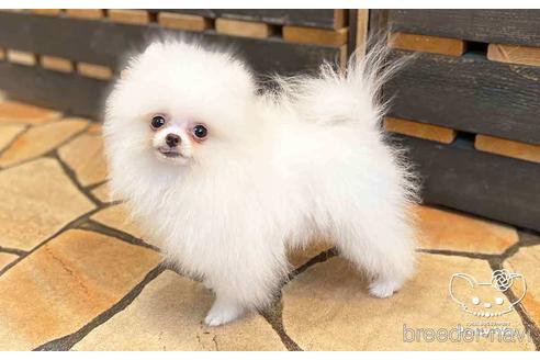 成約済の愛知県のポメラニアン-138414の4枚目