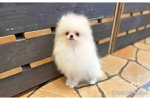 成約済の愛知県のポメラニアン-138414の5枚目