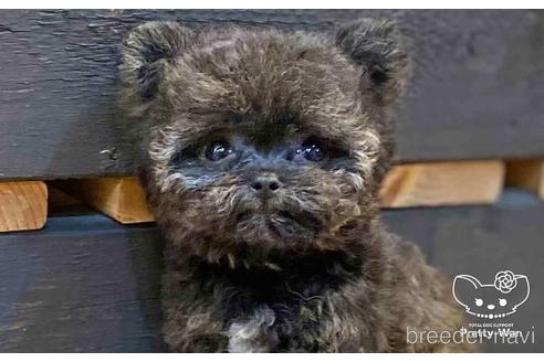 成約済の愛知県のチワプー:チワワ×トイプードル-146385の2枚目