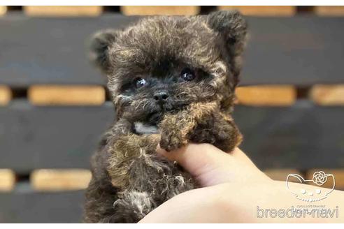 成約済の愛知県のチワプー:チワワ×トイプードル-146385の3枚目