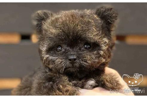 成約済の愛知県のチワプー:チワワ×トイプードル-146385の1枚目