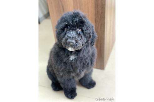 成約済の東京都のミックス犬-145920の25枚目