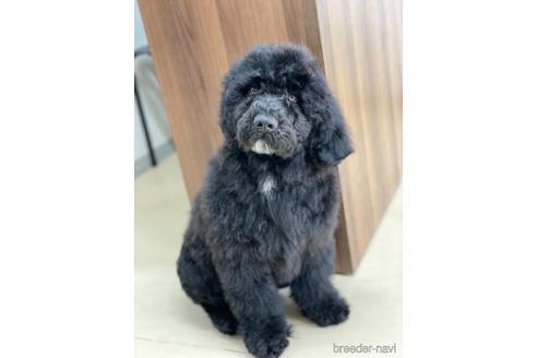 成約済の東京都のミックス犬-145920の24枚目