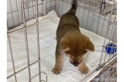 成約済の岡山県の柴犬-146818の7枚目