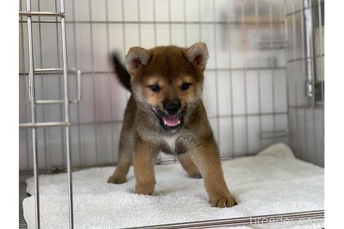 成約済の岡山県の柴犬-146818の6枚目