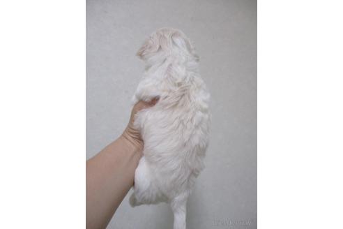 成約済の鳥取県のチワマル:チワワ×マルチーズ-146468の2枚目