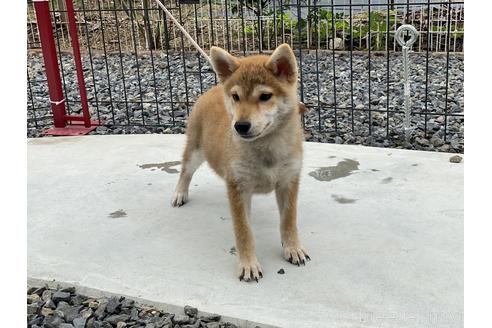 成約済の岡山県の柴犬-137914の6枚目