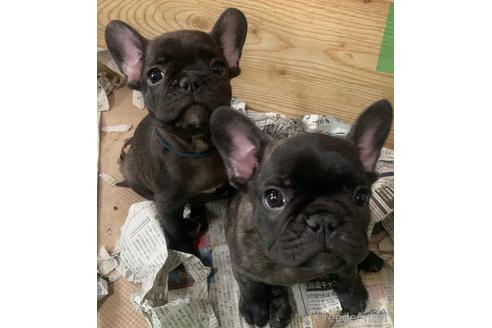 成約済の埼玉県のフレンチブルドッグ-146158の2枚目