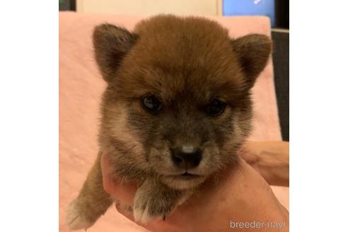 成約済の静岡県の豆柴-148515の1枚目