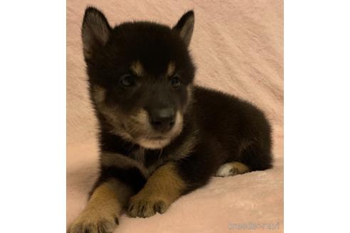 成約済の静岡県の柴犬-148518の1枚目